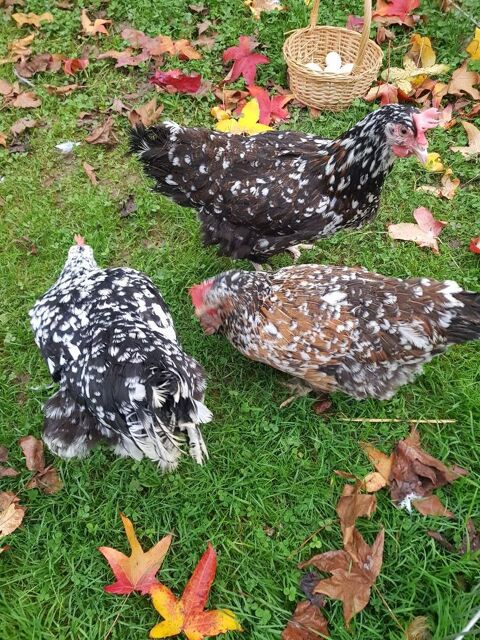  Poules Suédoise, idée cadeau anniversaire fêtes des mères. 39 77540 Courpalay