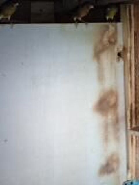 canaris 25 33750 Beychac-et-caillau