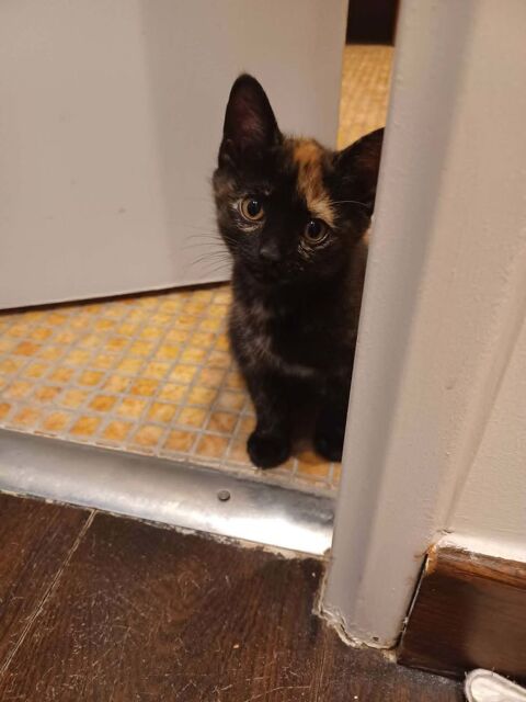 Britney une chatonne c&acirc;line comme tout 180 75016 Paris