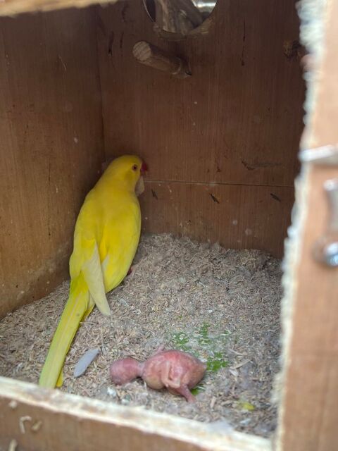 B&eacute;b&eacute; perruche &agrave; collier 150 66000 Perpignan