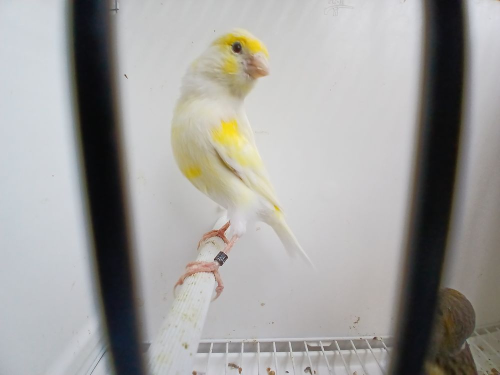   Couple de canaris  