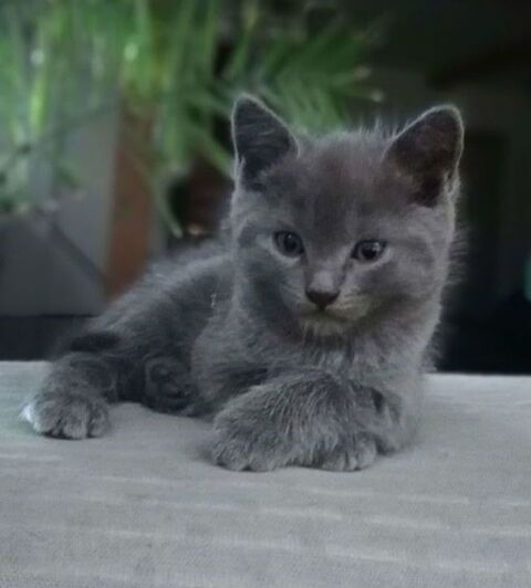 Magnifique bleu russe  450 92120 Montrouge