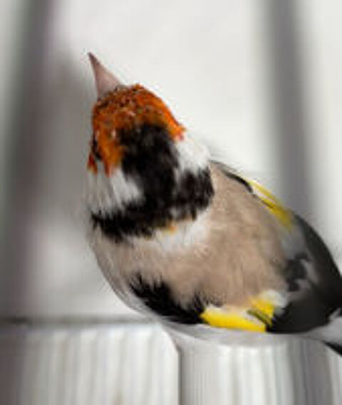   Canari major 