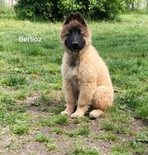   5 Chiots berger belge tervueren disponible 