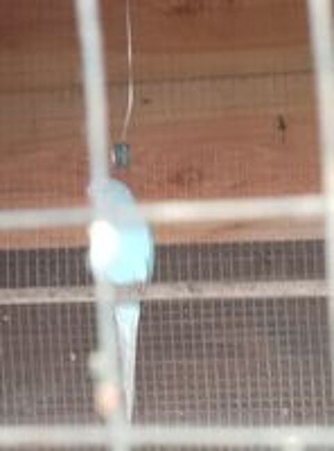   collier d'asie  