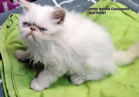 Chatons Persans 700 07290 Quintenas