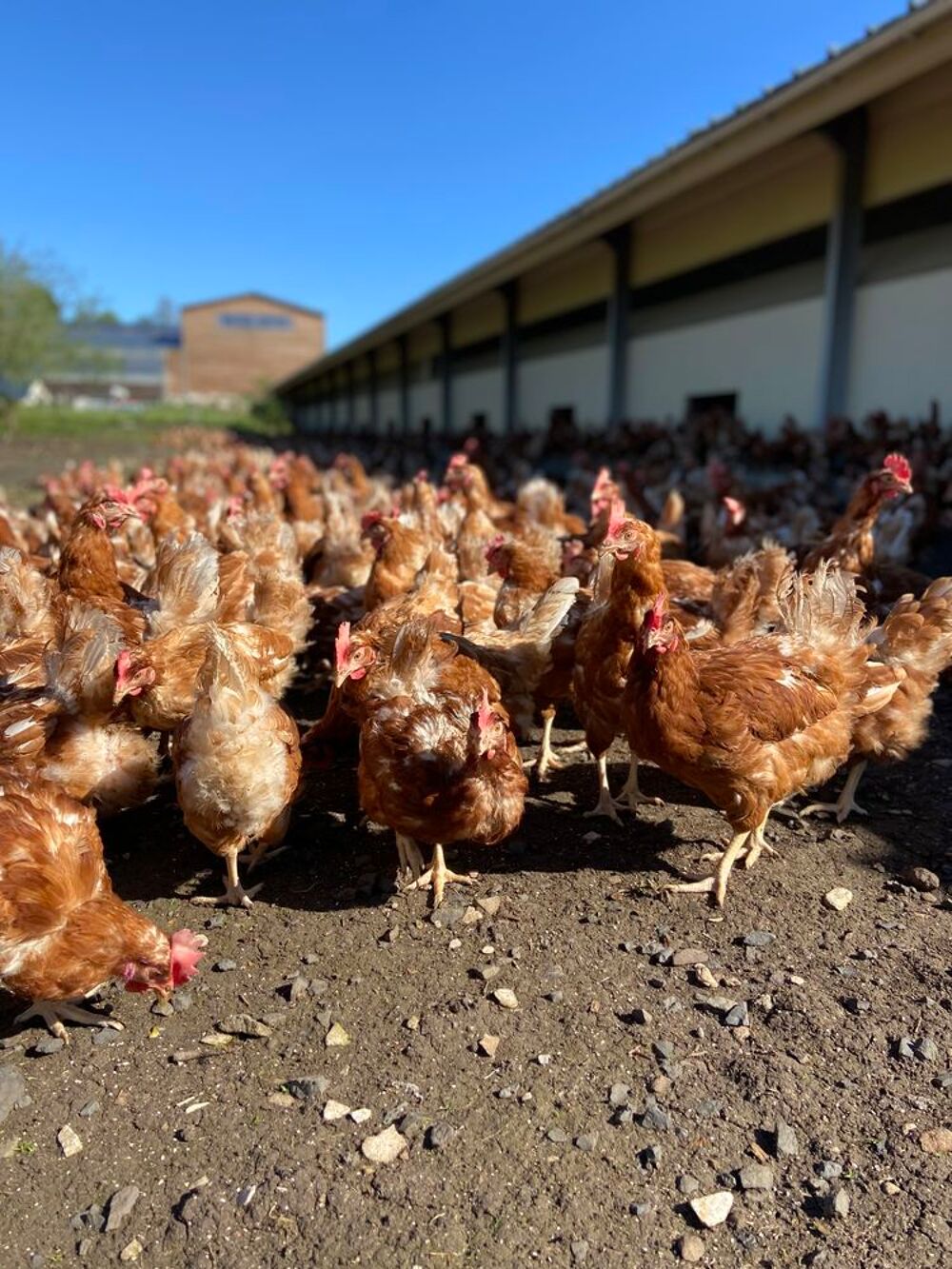   de poules pondeuses de 18 mois 