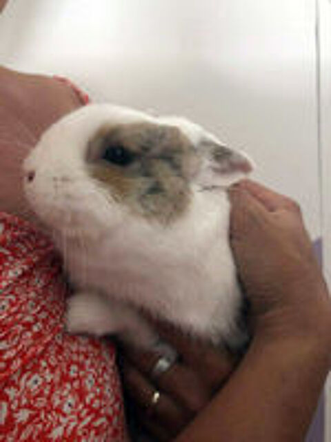   LAPINOU, adorable lapin extra  adopter via l'association UMA 
