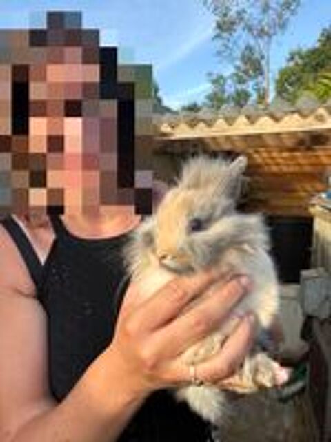   Lapin nain  