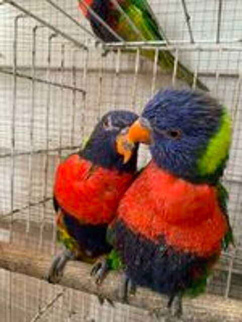   Couple Loriquet 2 ans ou �change contre caique femelle eam 