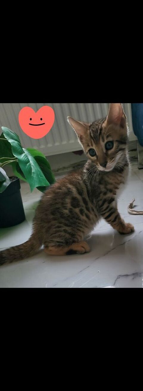 chatons Bengal brown  &agrave; rosettes LOOF 750 70100 Gray