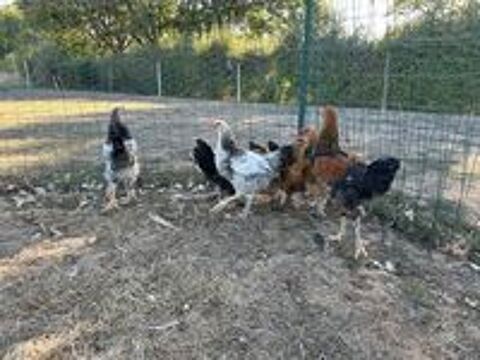   Coq 