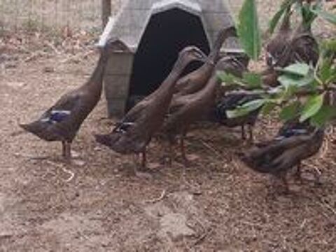  Canes coureurs indiens  