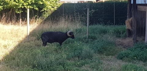 MOUTON OUESSAN MALE 20 59270 Bailleul