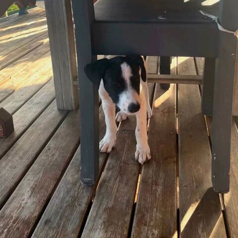 ✨️ TANIN ✨️ 🐶 290 92350 Le plessis-robinson