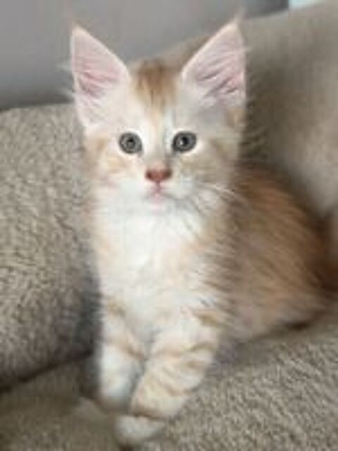   Maine coon loof 