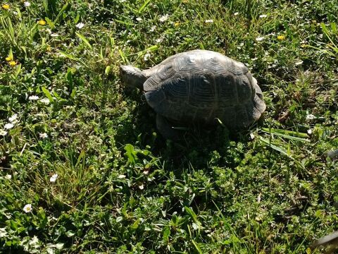 Tortue terrestre Ibera 1 64000 Pau