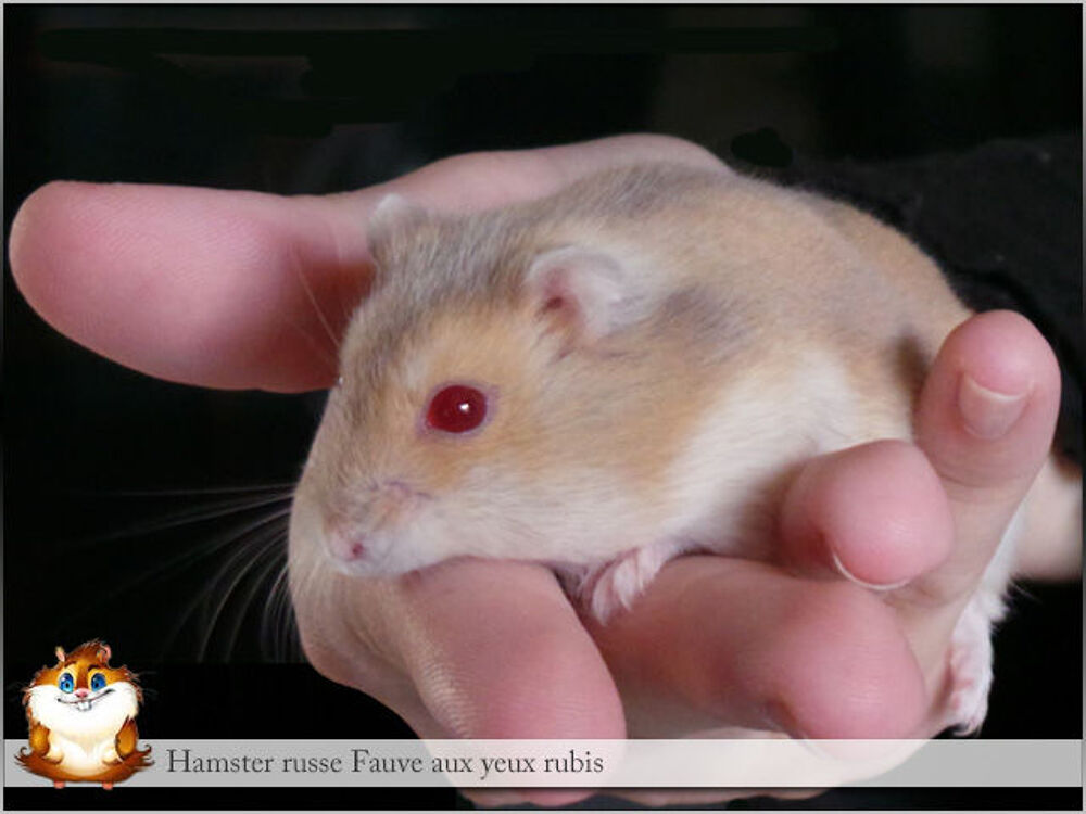   Jeunes Hamsters Russe 