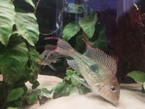   Cichlides geophagus  