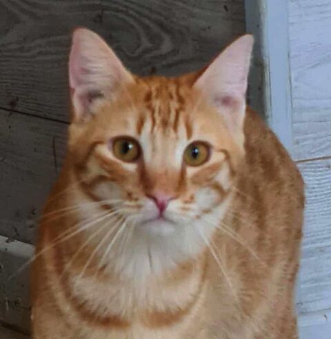 YOUPI CHAT TIGRE ROUX 1 AN 195 92260 Fontenay-aux-roses