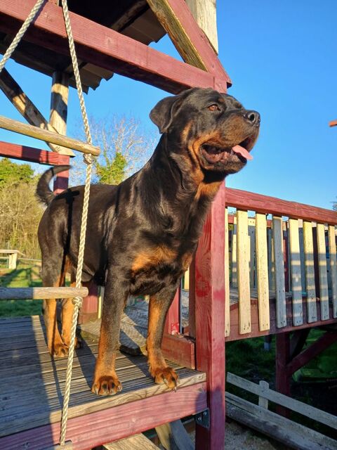 Chiots Rottweiler beau gabarit 1000 18500 Mehun-sur-yvre