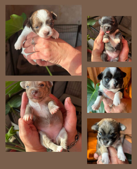 chiots Chihuahua femelles poils longs 52400 Le chtelet-sur-meuse
