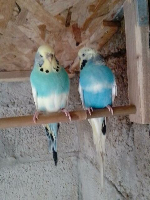 perruches ondul&eacute;es 12 29280 Plouzan�