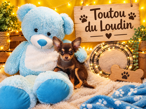 Chiot Chihuahua poils longs femelle 800 18140 Précy