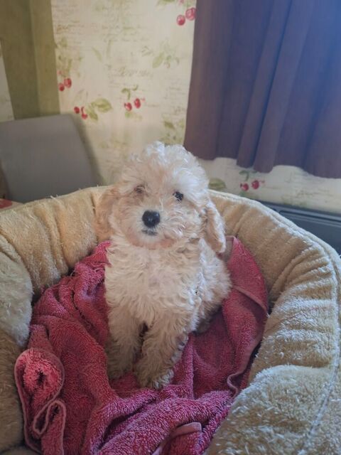 SPLENDIDE  CANICHE   CHAMPAGNE  , M&Acirc;LE NAIN.. A R&Eacute;SERVER.. 800 86400 Civray
