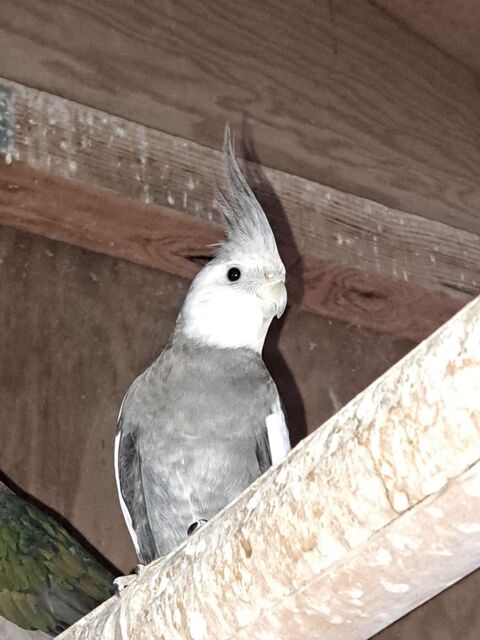 Oiseaux de cage et de voliere  30 40110 Morcenx