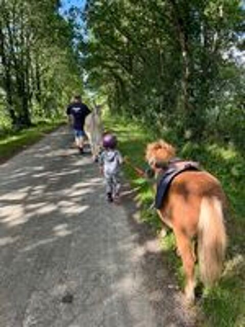   Poney Shetland 