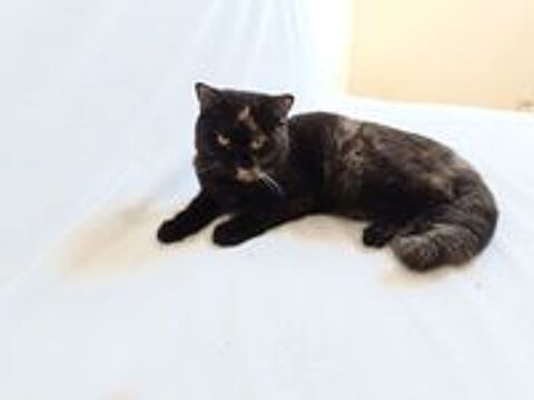   Chatons British Shorthair  