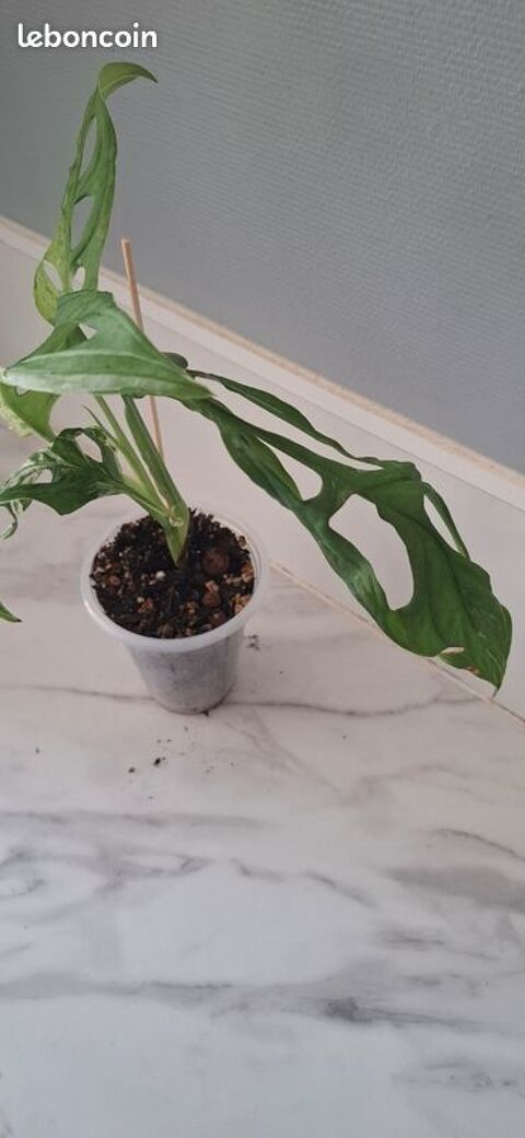 Monstera adansonii indonesian marble bouture 65 12 Clermont-Ferrand (63)