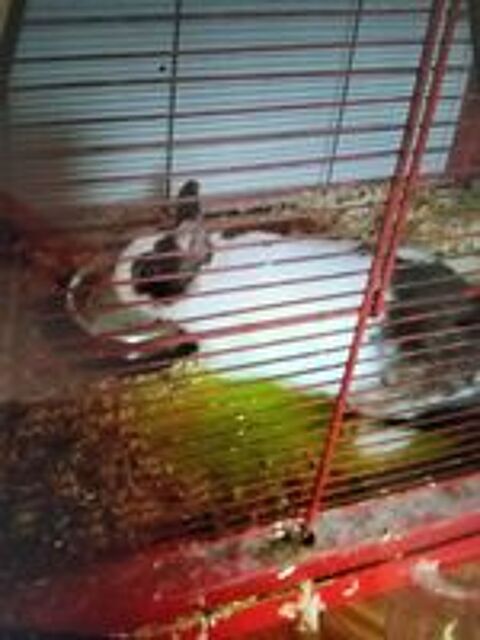   Lapin nain 