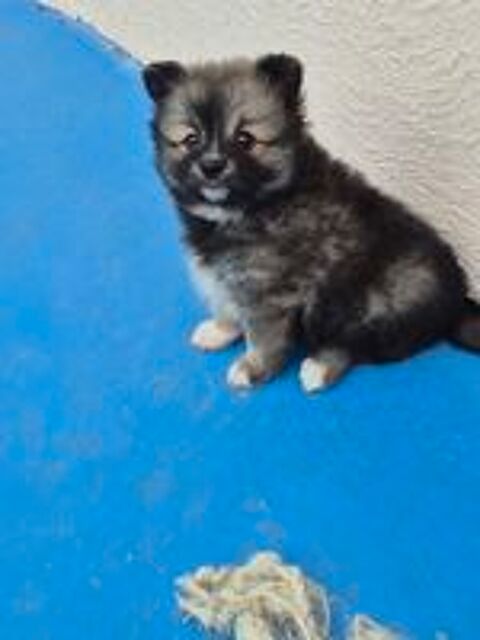   petit pomchi x spitz   