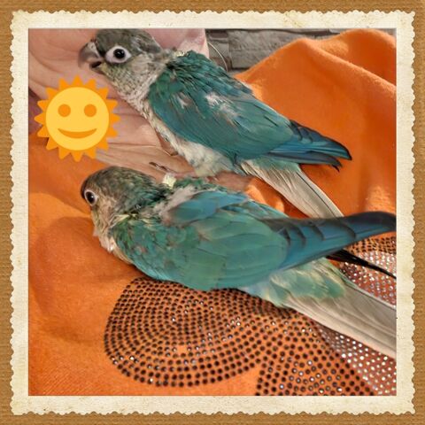 A r&eacute;server Pyrhuras bleus turquoises 150 46100 Figeac