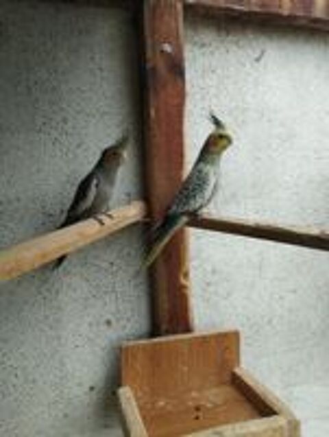   jeunes calopsittes de 2025 