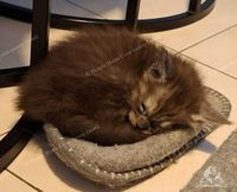   Chaton black smoke, fils de triple champion 