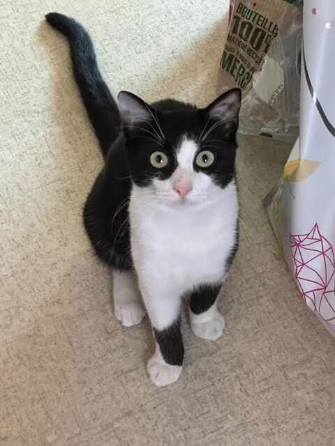 Tomy attend son foyer pour la vie&nbsp; 180 92000 Nanterre