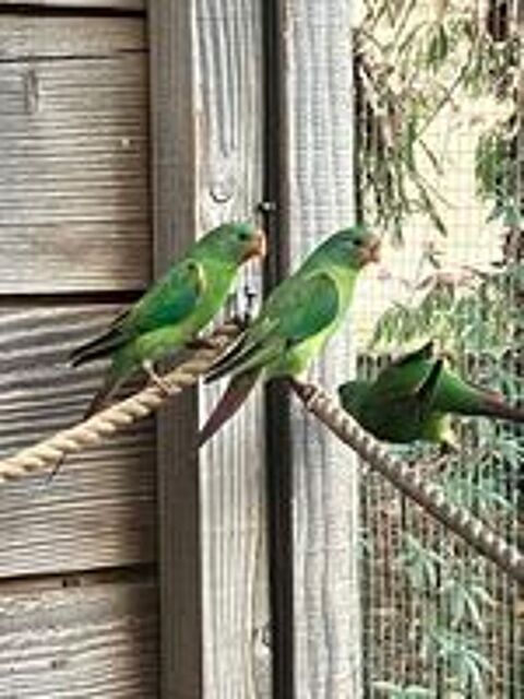   Perruche de Latham (SWIFT) 