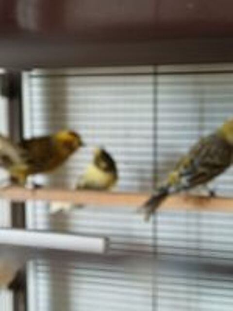   Canaris 
