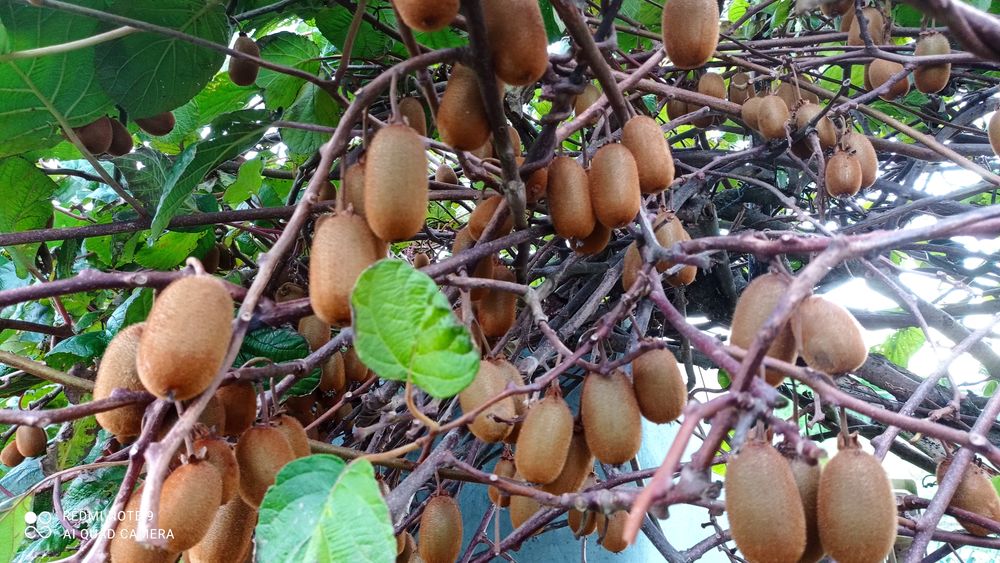 Kiwis biologique Jardin