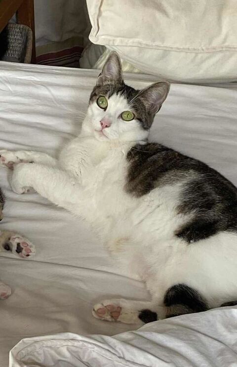 Pomponette jeune chatte calme et facile à vivre 180 75017 Paris