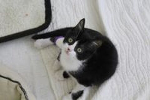   Nica et Rigel deux amours à adopter 