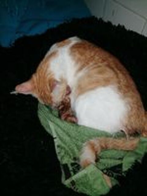   Donne Chatons 