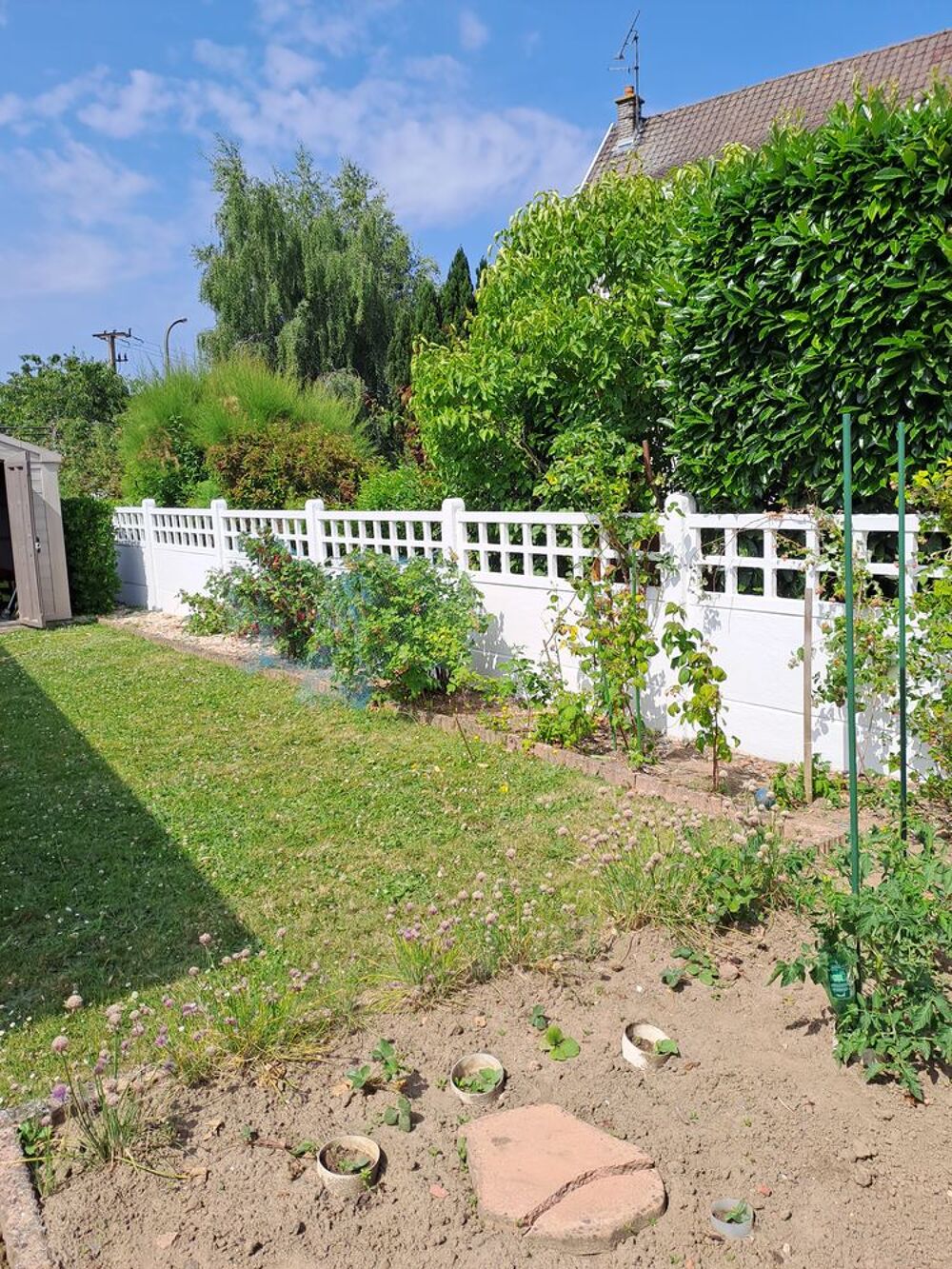   Tonte pelouse  taille de haies  