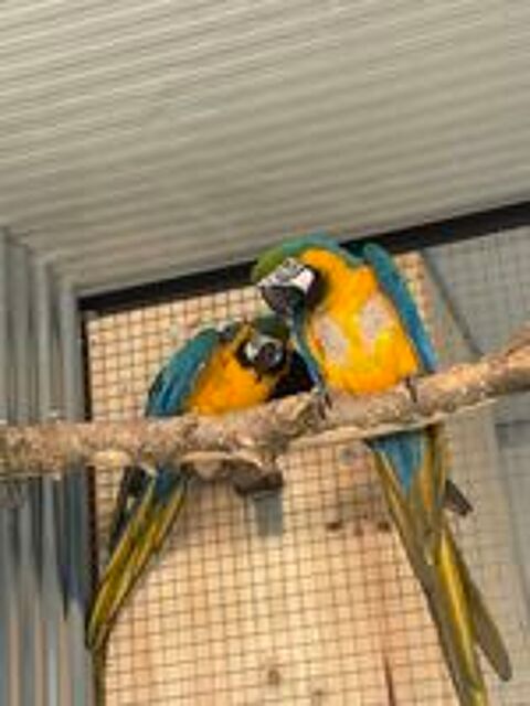   Couple reproducteur ARA ARARAUNA 