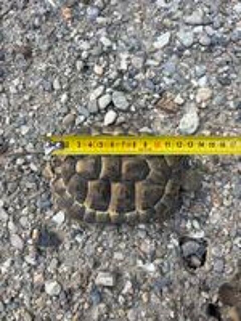   Tortue de terre 6 ans 