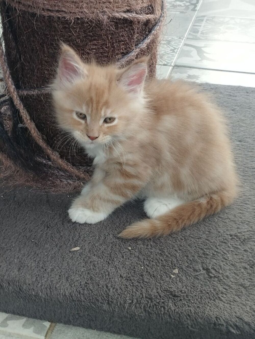  Chatons maine coon  