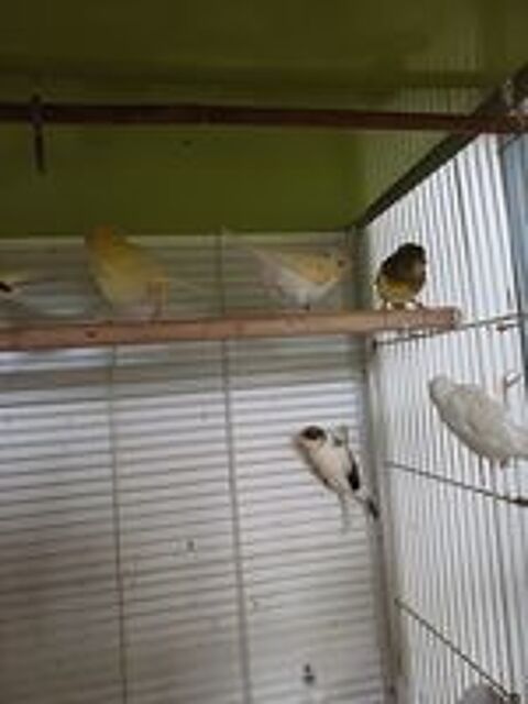   Canaris  